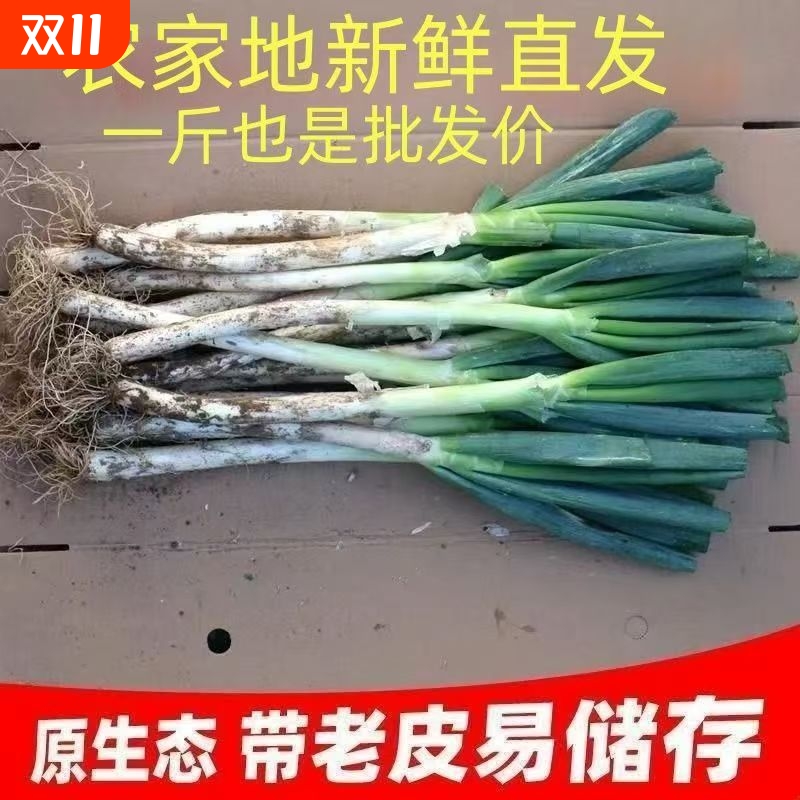 无硬芯精品铁杆大葱现挖现发微甜微辣清脆爽口农家种植易储存