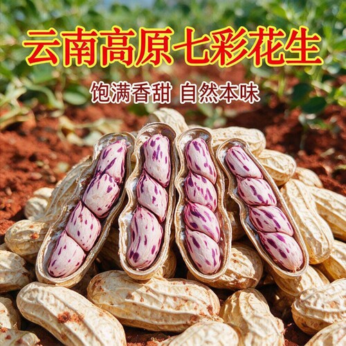正宗云南七彩花生当季新鲜新货七彩花生米零食晒干五彩牛奶花生米