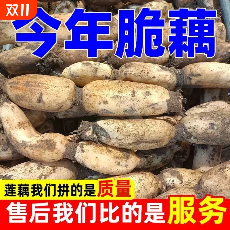 新鲜脆莲藕5斤现挖装好吃