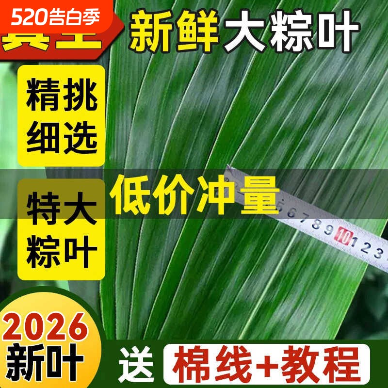 粽叶新鲜粽子叶大号包粽子专用的叶子端午干叶特大家商用真空馅料
