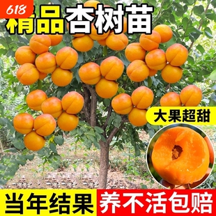 嫁接杏树果苗果树特大杏子苗树活苗南方北方种植当年结果超甜大果