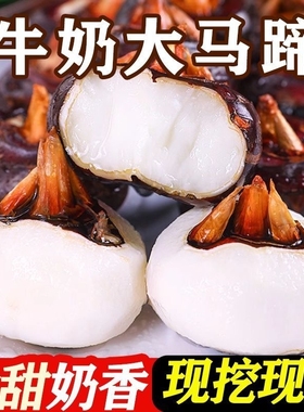 农家马蹄荸荠新鲜大果生吃水果蔬菜当季现挖荸荠地栗奶香脆甜爽口