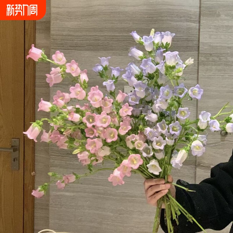 风铃花鲜花花材家用水培插花风铃草鲜切花客厅卧室摆件装饰品花束
