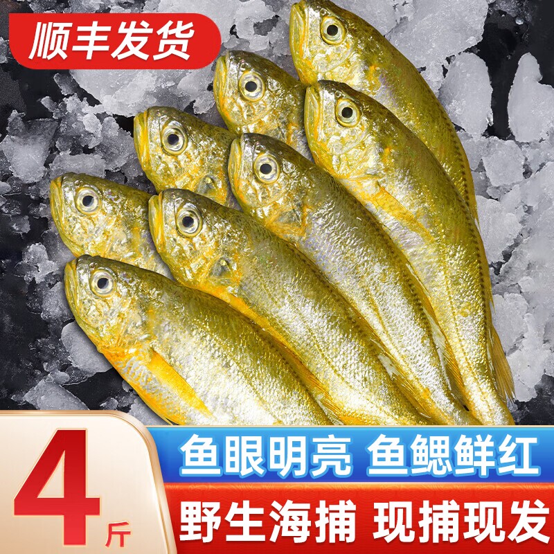 舟山小黄花鱼新鲜冷冻烧烤专用冰鲜野生深海鲜活黄鱼整箱商用批发
