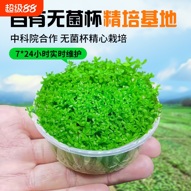 日本高珍珠水草鱼缸造景草坪专用