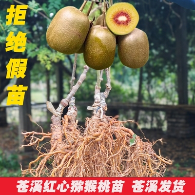 正宗嫁接猕猴桃树果苗红心绿心黄心软枣奇异果树苗室内庭院种植