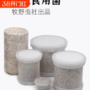 牧野虫社甲虫秀珍云芝菌瓶菌包独角仙锹甲幼虫巴拉望苏门答腊巨扁