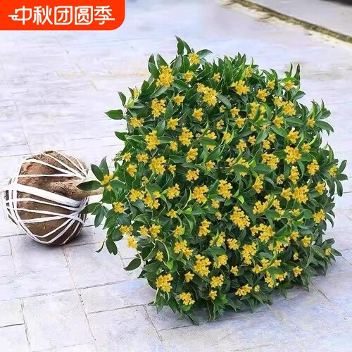 桂花树苗盆栽金桂开花室内阳台庭院花卉植物四季桂小苗耐寒客厅