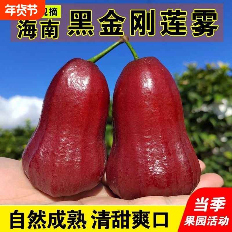 海南黑金刚莲雾中小果热带新鲜水果正宗宝石雾莲脆甜净重包邮当季,水产肉类/新鲜蔬果/熟食,莲雾,淘宝优惠券,粉丝福利购,淘宝优惠卷