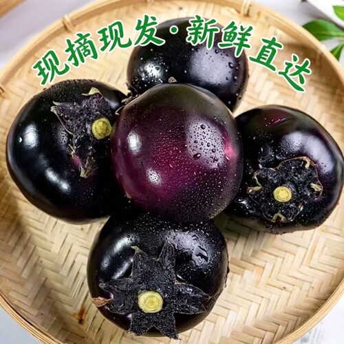 山东紫黑圆茄子新鲜大圆茄子当季蔬菜农家自种时令炒菜食用现摘