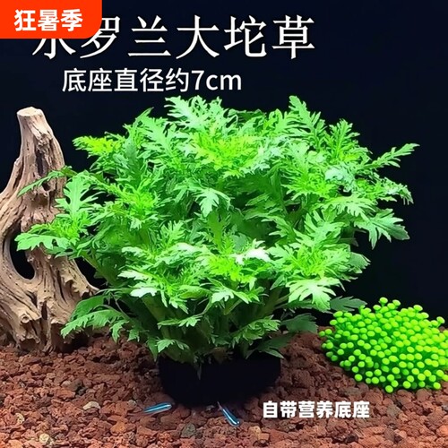 水罗兰大坨草自带泥底座