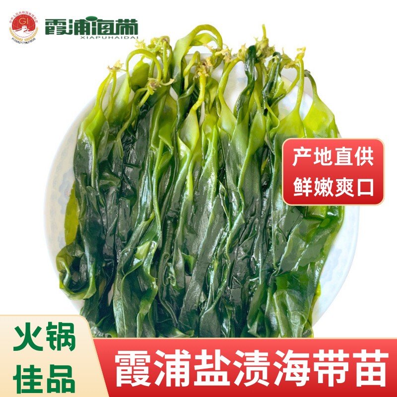 霞浦地标认证盐渍海带苗嫩芽火锅麻辣烫凉拌批发海带盐渍嫩苗海带