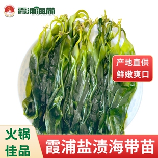 霞浦地标认证盐渍海带苗嫩芽火锅麻辣烫凉拌批发海带盐渍嫩苗海带