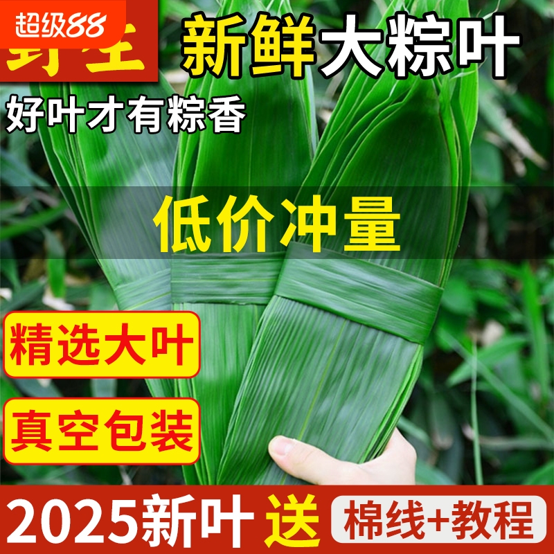 粽叶粽子叶新鲜大粽叶天然野生现摘箬叶真空装包粽子专用粽叶批发