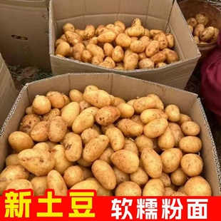 贵州毕节农家自种黄心土豆威宁本地洋芋高山土豆新鲜现挖马铃薯