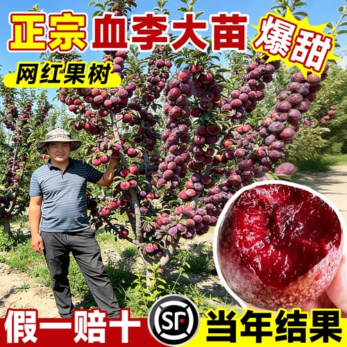 正宗恐龙蛋血李树苗嫁接苗