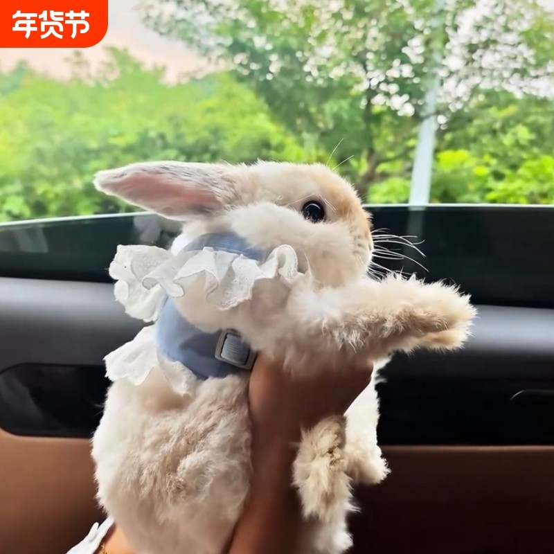 小兔子胸背衣服jk裙外出专用牵引绳防挣脱防丢绳子宠物衣服胸背带,宠物/宠物食品及用品,兔兔服饰,淘宝优惠券,粉丝福利购,淘宝优惠卷