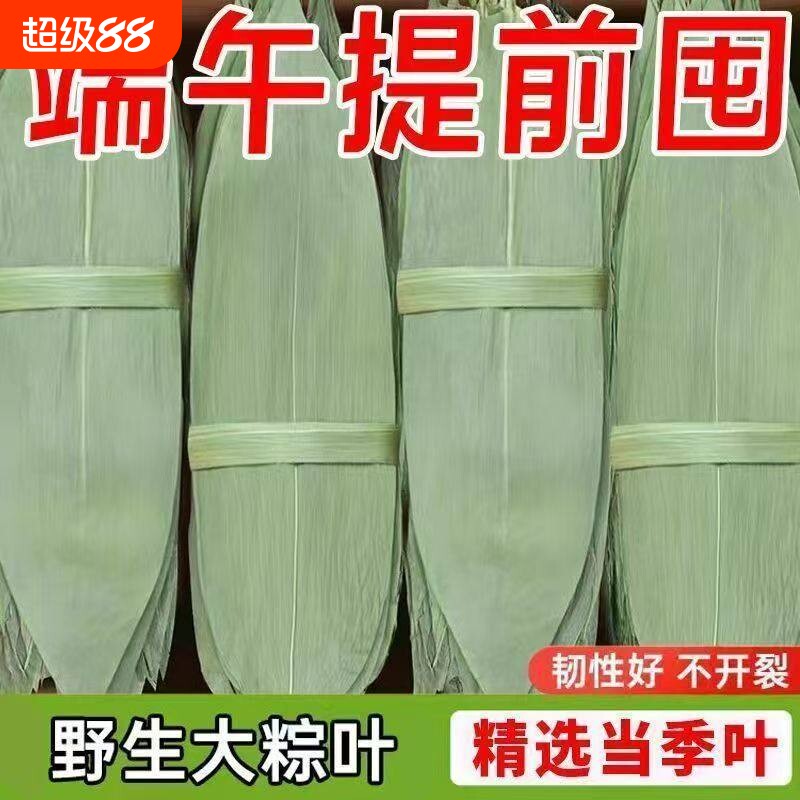 粽子叶粽叶干大号棕叶新鲜包粽子的竹叶子干粽叶商用箬叶材料图片