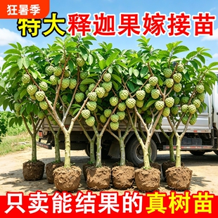 释迦果苗树特大嫁接苗凤梨果树庭院南方种植盆栽地栽好养活水果