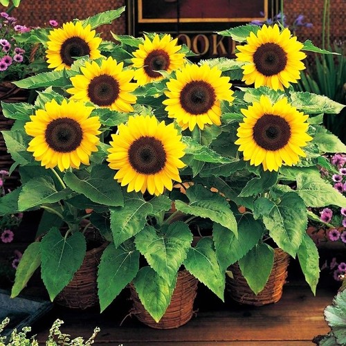 向日葵欣欣向荣阳台盆栽