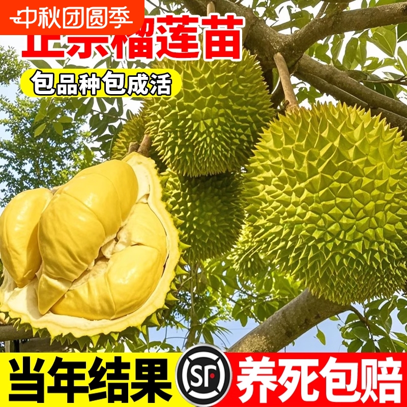 柏宜斯多年生当年结果榴莲苗好养