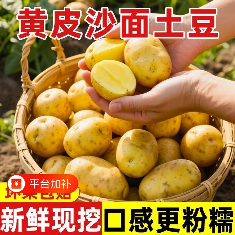 新鲜土豆农家现挖黄心土豆粉糯当季蔬菜马铃薯产地直发整箱批发
