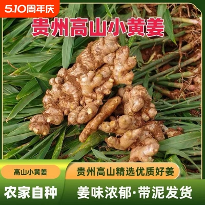 生姜农家自种贵州小黄姜月子辛辣