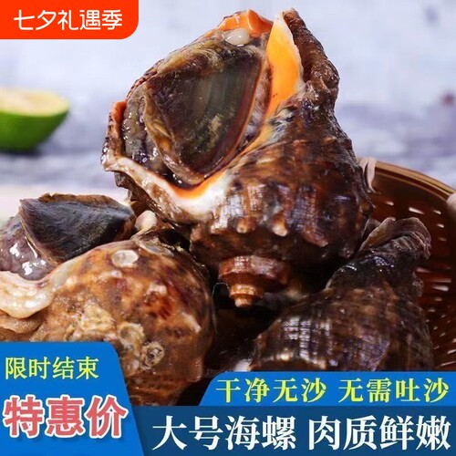 新鲜海螺海鲜大号贝类海螺新鲜响螺现发花螺水产海鲜商用生鲜批发