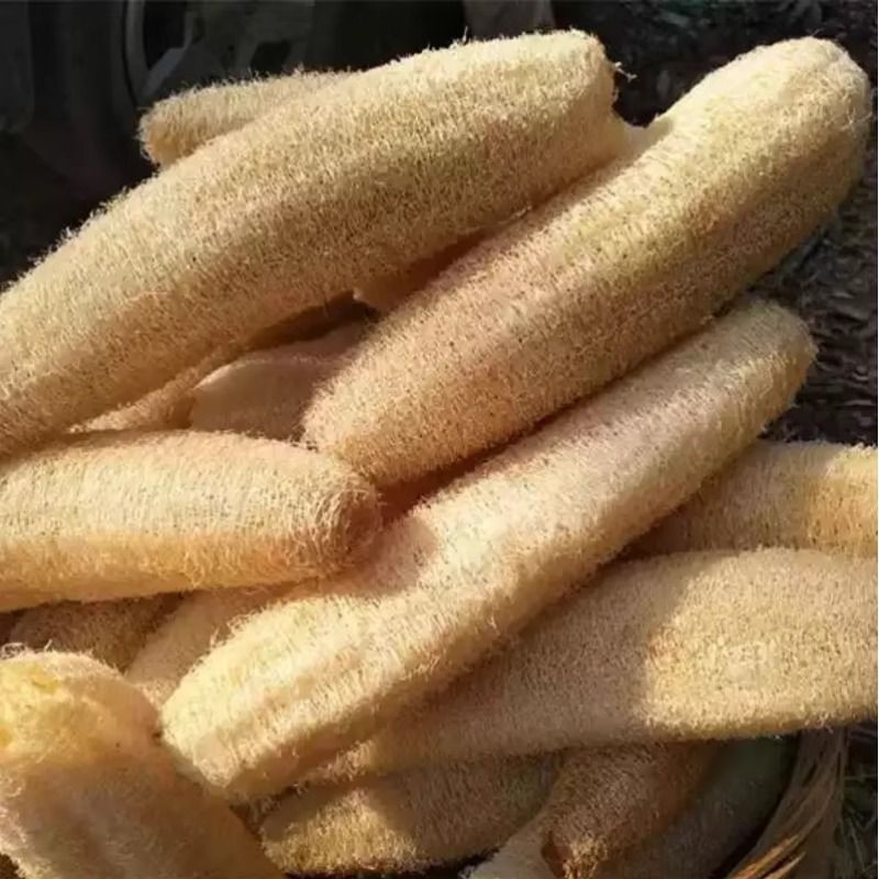 自种丝瓜络洗碗布水瓜络老瓜瓤搓澡洗澡丝瓜筋丝瓜洗碗刷锅不沾油