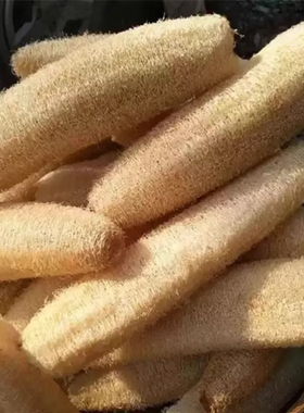 自种丝瓜络洗碗布水瓜络老瓜瓤搓澡洗澡丝瓜筋丝瓜洗碗刷锅不沾油