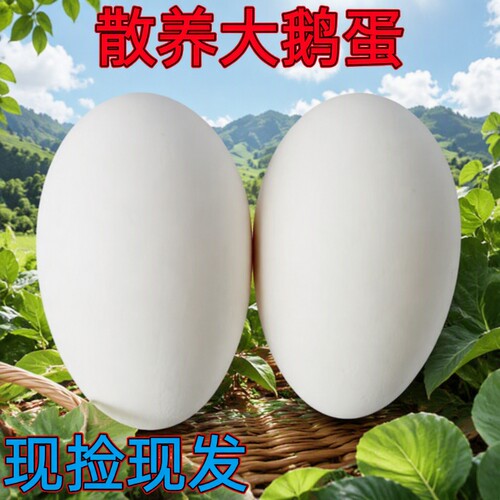 农家散养鹅蛋新鲜鹅蛋孕妇正宗老 草鹅蛋土现捡现发