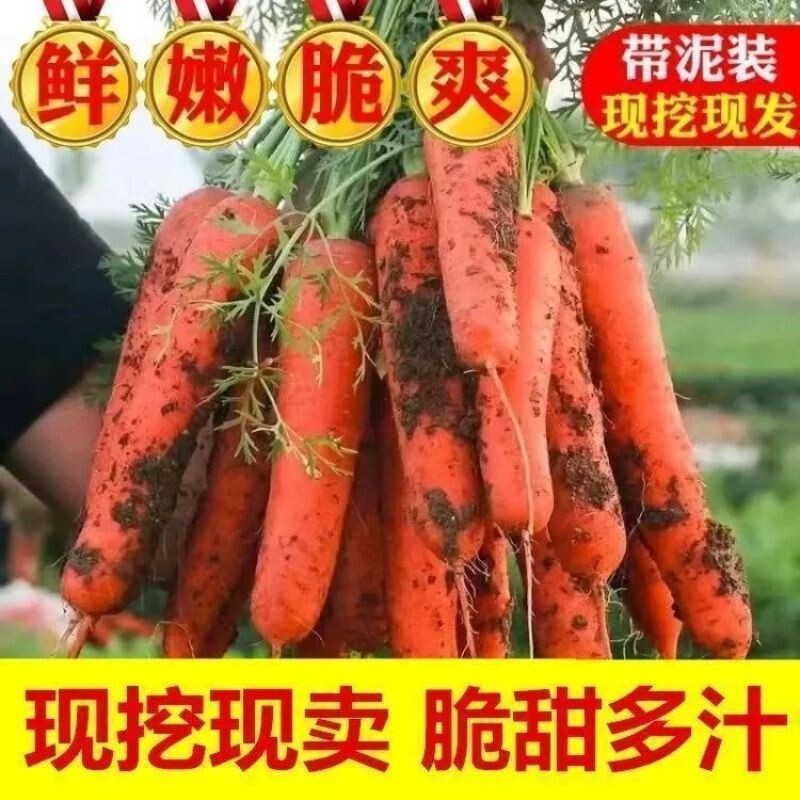 农家现挖胡萝卜新鲜沙地脆甜红胡萝卜当季新鲜蔬菜整箱包邮