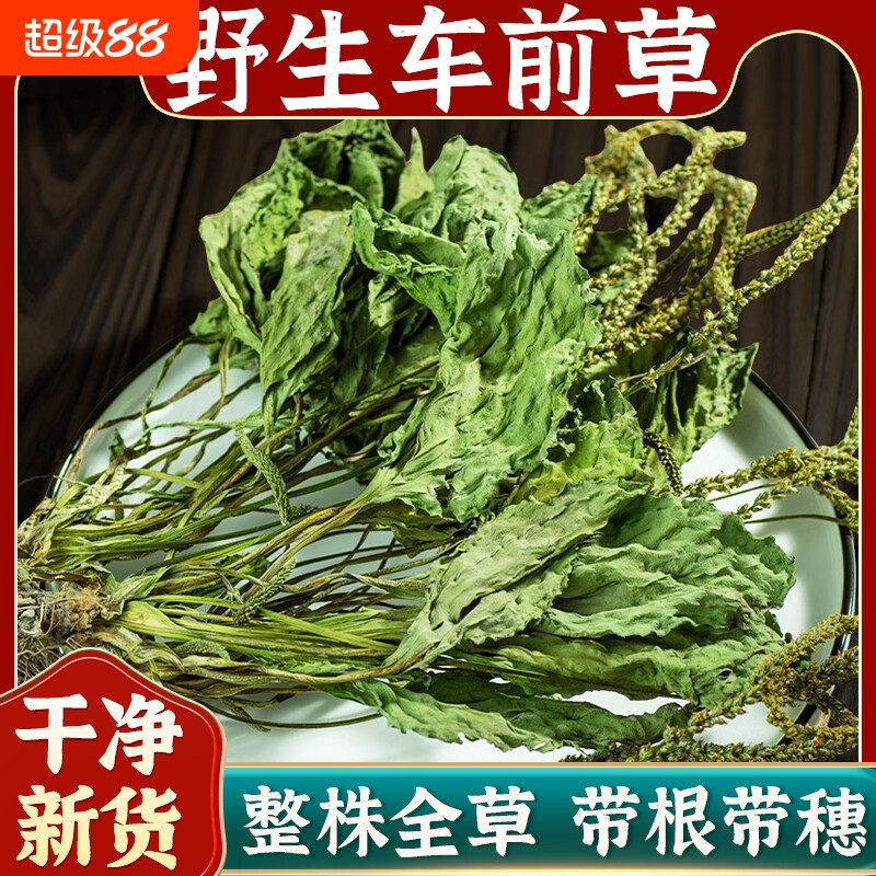 野生整株车前草新货中药材官方旗舰店新鲜车前草干货泡茶水车轮草