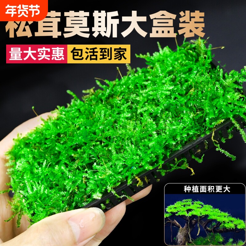 莫斯水草鱼缸造景专用真莫斯盒片沉木慕斯树装饰前景植物沉底淡水
