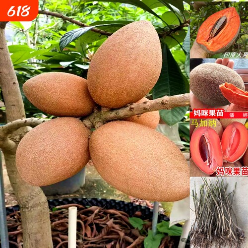妈咪果树苗新品种嫁接马加纳洛里托树苗马梅南北方种植盆栽大果