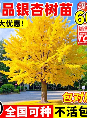 银杏树活苗金叶白果别墅庭院绿化风景拆迁大树苗行道树南北方种植