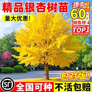 银杏树活苗金叶白果别墅庭院绿化风景拆迁大树苗行道树南北方种植