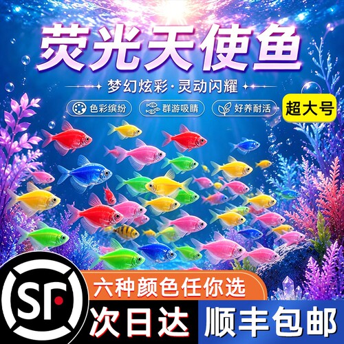 顺丰上门-多彩混搭天使鱼-好看