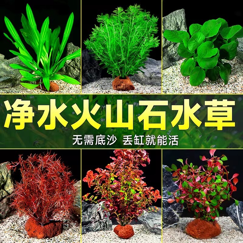 火山石水草植物鱼缸造景蜈蚣草绿菊水培摆件套餐造氧真草水质养鱼