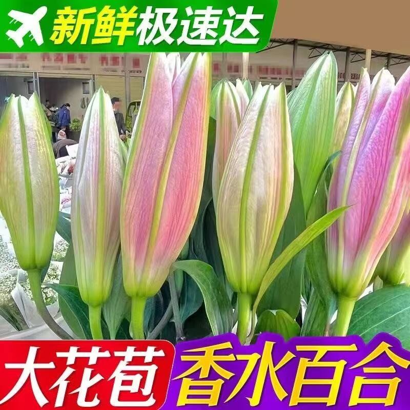 香水百合多头鲜花云南斗南基地现采直发客厅花瓶插花新年氛围装饰