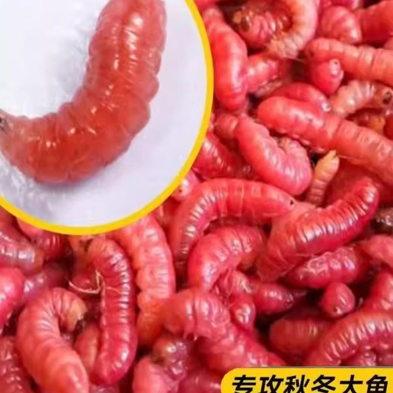 鲜活红蛆虫活饵大号小号鱼饵野钓神饵溪流河流爆护饵红曲虫饵顺丰