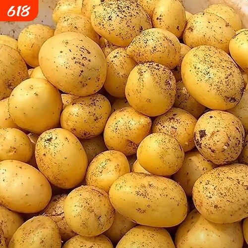 贵州黄心土豆新鲜现挖应季