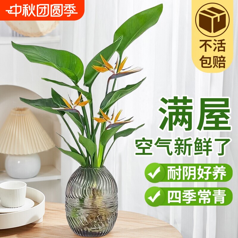 天堂鸟水培盆栽|超1000次加购图片