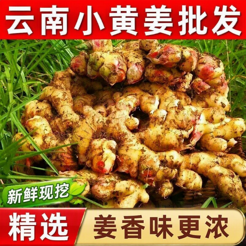云南生姜小黄姜特级大块姜