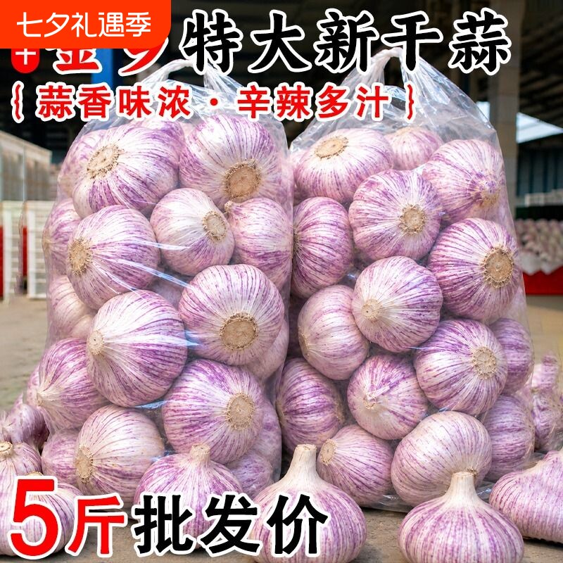 山东皮大蒜头新干蒜特大果干当季农家自种新鲜蔬菜批发价鲜蒜源头