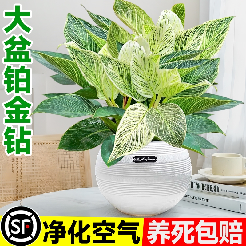 大盆铂金钻盆栽室内花卉绿植好养活净化空气吸除甲醛四季常青植物