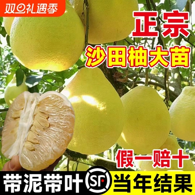 广西容县沙田柚子树苗