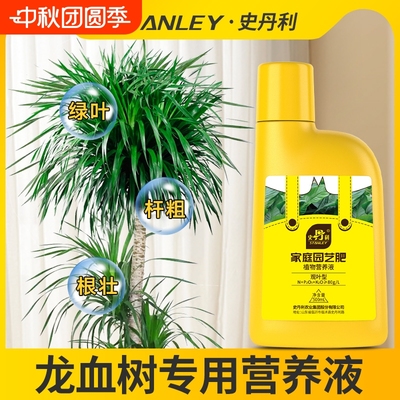 龙血树专用肥料治疗黄叶