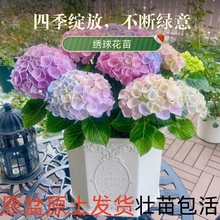 绣球花苗大花植物无尽夏开花好养的花四季不断盆栽花卉植物室内花