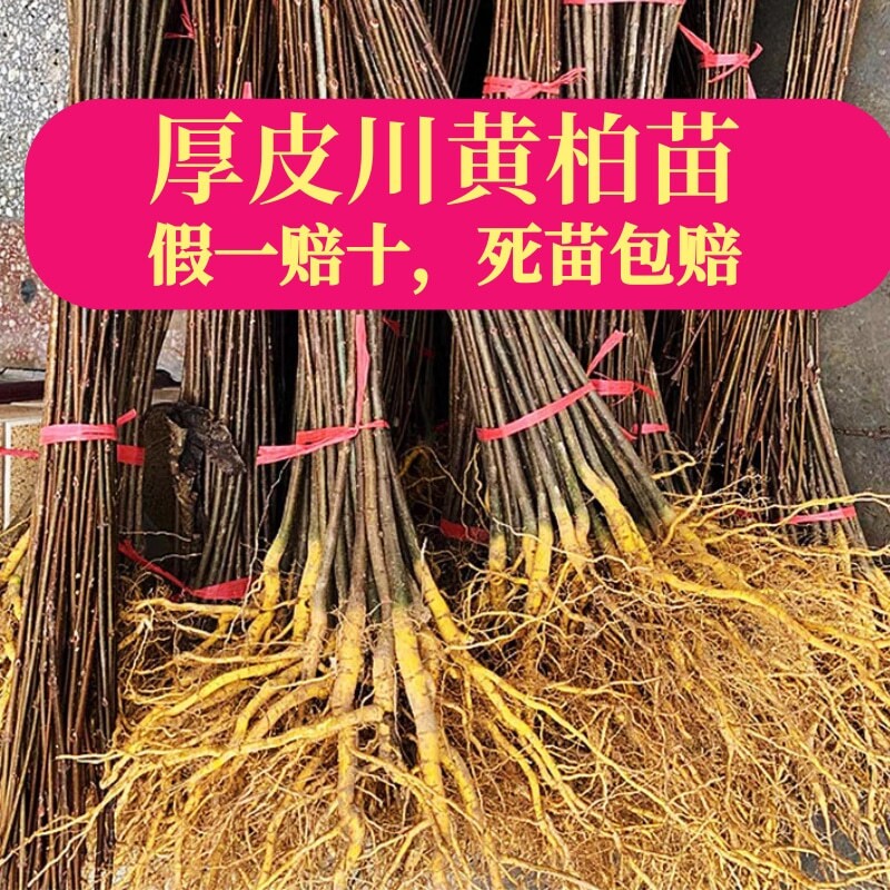 正宗厚皮川黄柏树苗黄柏树皮四川发货泥浆大苗批发基地直发黄柏苗